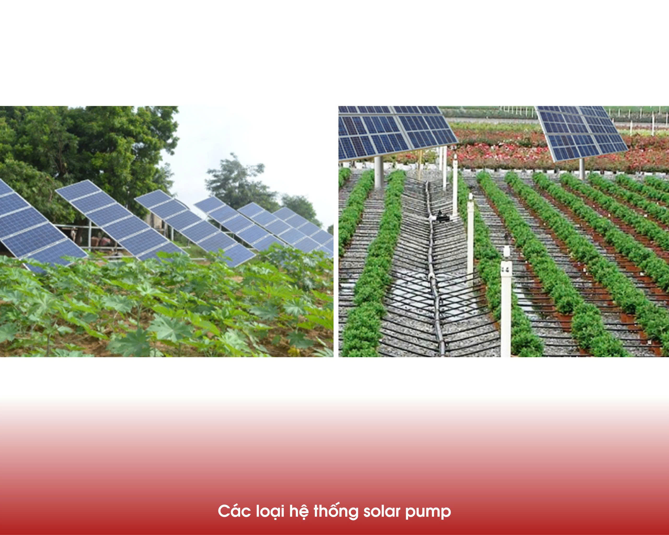 Các loại hệ thống solar pump